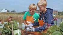 Two blonde boys wearing orange aprons planting flowers Two blonde boys wearing orange aprons planting flowers