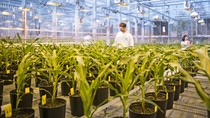 Scientists in the plant management team monitor the stage and quality of transgenic corn plants in the greenhouse. The plants are being grown for the fungal resistant corn project. Fungal diseases lead to high economic losses every year. BASF Plant Science is developing traits to make corn plants resistant to specific fungal pathogens.
Print free of charge. Copyright by BASF.
Wissenschaftliche Mitarbeiter überwachen Qualität und Entwicklung transgener Maispflanzen im Gewächshaus. Die Pflanzen werden im Rahmen eines Projekts für pilzresistenten Mais gezüchtet. Schadpilze führen jedes Jahr zu hohen wirtschaftlichen Verlusten. Die BASF Plant Science entwickelt Pflanzenmerkmale, um Maispflanzen resistent gegenüber verschiedenen Schadpilzen zu machen.
Abdruck honorarfrei. Copyright by BASF.,Scientists in the plant management team monitor the stage and quality of transgenic corn plants in the greenhouse. The plants are being grown for the fungal resistant corn project. Fungal diseases lead to high economic losses every year. BASF Plant Science is developing traits to make corn plants resistant to specific fungal pathogens.
Print free of charge. Copyright by BASF.
Wissenschaftliche Mitarbeiter überwachen Qualität und Entwicklung transgener Maispflanzen im Gewächshaus. Die Pflanzen werden im Rahmen eines Projekts für pilzresistenten Mais gezüchtet. Schadpilze führen jedes Jahr zu hohen wirtschaftlichen Verlusten. Die BASF Plant Science entwickelt Pflanzenmerkmale, um Maispflanzen resistent gegenüber verschiedenen Schadpilzen zu machen.
Abdruck honorarfrei. Copyright by BASF. Scientists in the plant management team monitor the stage and quality of transgenic corn plants in the greenhouse. The plants are being grown for the fungal resistant corn project. Fungal diseases lead to high economic losses every year. BASF Plant Science is developing traits to make corn plants resistant to specific fungal pathogens.
Print free of charge. Copyright by BASF.
Wissenschaftliche Mitarbeiter überwachen Qualität und Entwicklung transgener Maispflanzen im Gewächshaus. Die Pflanzen werden im Rahmen eines Projekts für pilzresistenten Mais gezüchtet. Schadpilze führen jedes Jahr zu hohen wirtschaftlichen Verlusten. Die BASF Plant Science entwickelt Pflanzenmerkmale, um Maispflanzen resistent gegenüber verschiedenen Schadpilzen zu machen.
Abdruck honorarfrei. Copyright by BASF.,Scientists in the plant management team monitor the stage and quality of transgenic corn plants in the greenhouse. The plants are being grown for the fungal resistant corn project. Fungal diseases lead to high economic losses every year. BASF Plant Science is developing traits to make corn plants resistant to specific fungal pathogens.
Print free of charge. Copyright by BASF.
Wissenschaftliche Mitarbeiter überwachen Qualität und Entwicklung transgener Maispflanzen im Gewächshaus. Die Pflanzen werden im Rahmen eines Projekts für pilzresistenten Mais gezüchtet. Schadpilze führen jedes Jahr zu hohen wirtschaftlichen Verlusten. Die BASF Plant Science entwickelt Pflanzenmerkmale, um Maispflanzen resistent gegenüber verschiedenen Schadpilzen zu machen.
Abdruck honorarfrei. Copyright by BASF.