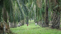 Men in white clothes and turbans squat in the greenery and survey the ground.