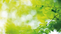 Spring background with fresh green leaves. Spring background with fresh green leaves.