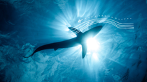 An underwater view looking up at the silhouette of a shark swimming in the blue ocean with sunlight shining through the water - scientific diagrams highlighting the flow of water around the shark are overlaid on the picture.