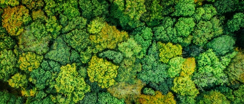 Aerial drone view of stunning colorful autumn fall forest Aerial drone view of stunning colorful autumn fall forest