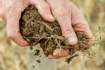 Hände halten einen Erdklumpen