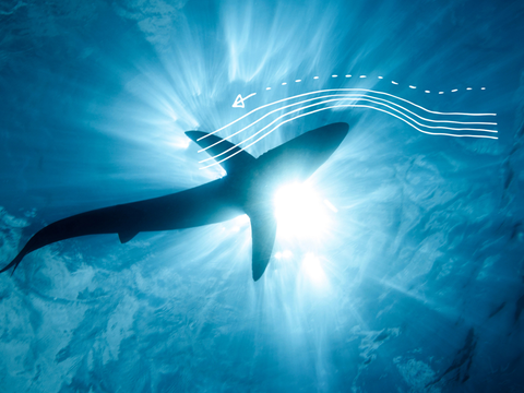 An underwater view looking up at the silhouette of a shark swimming in the blue ocean with sunlight shining through the water - scientific diagrams highlighting the flow of water around the shark are overlaid on the picture.