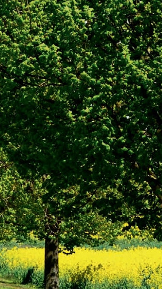 Biomass Balance Approach Biomass Balance Approach