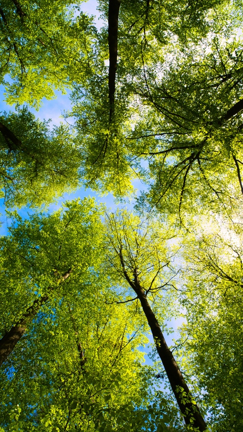a great view up into the trees direction sky a great view up into the trees direction sky