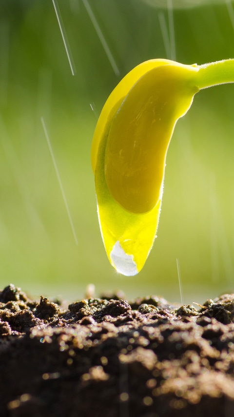 Seedling agriculture and new life concept, Little plant grow over back soil with sunlight and rain water drop Seedling agriculture and new life concept, Little plant grow over back soil with sunlight and rain water drop