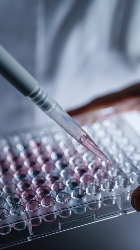 In einem frühen Stadium der Produktentwicklung ist es wichtig zu verstehen, ob und wie der biologische Abbau abläuft. BASF entwickelt eine Reihe zertifizierter biologisch abbaubarer Produkte, die in zahlreichen Anwendungen zum Einsatz kommen, darunter bodenabbaubare Mulchfolien für die Landwirtschaft, kompostierbare Beutel und Haushalts- und Körperpflegeprodukte. Dabei nutzen BASF-Forscher verschiedene Methoden, mit denen sich der biologische Abbau eines Materials in verschiedenen Lebensräumen messen lässt. Plattenbasierte Testverfahren werden entwickelt, um Hochdurchsatzmethoden zur Prüfung der biologischen Abbaubarkeit mittels Fluoreszenz zu generieren. Pipettieren der Testprobe in eine 96-Well-Platte für die Fluoreszenzanalyse. In einem frühen Stadium der Produktentwicklung ist es wichtig zu verstehen, ob und wie der biologische Abbau abläuft. BASF entwickelt eine Reihe zertifizierter biologisch abbaubarer Produkte, die in zahlreichen Anwendungen zum Einsatz kommen, darunter bodenabbaubare Mulchfolien für die Landwirtschaft, kompostierbare Beutel und Haushalts- und Körperpflegeprodukte. Dabei nutzen BASF-Forscher verschiedene Methoden, mit denen sich der biologische Abbau eines Materials in verschiedenen Lebensräumen messen lässt. Plattenbasierte Testverfahren werden entwickelt, um Hochdurchsatzmethoden zur Prüfung der biologischen Abbaubarkeit mittels Fluoreszenz zu generieren. Pipettieren der Testprobe in eine 96-Well-Platte für die Fluoreszenzanalyse.