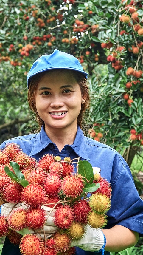 Smiling woman in blue shit and blue hat holding red fruit in a rambutan farm Smiling woman in blue shit and blue hat holding red fruit in a rambutan farm