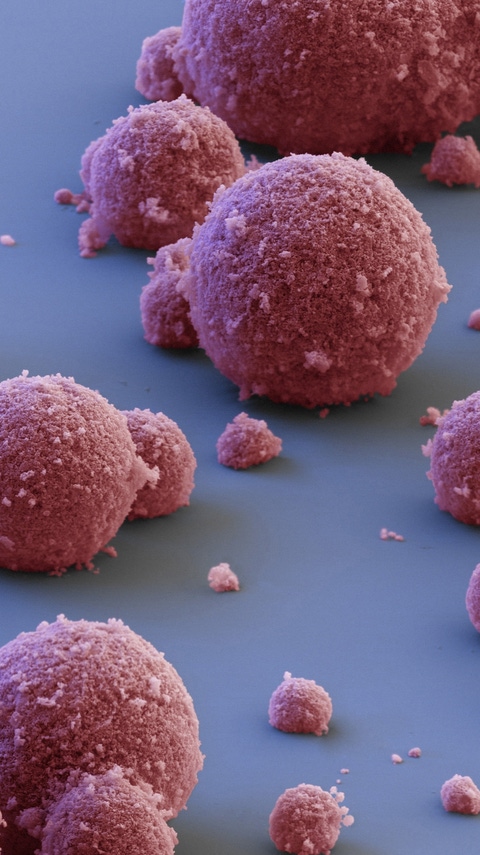 Aufgrund ihrer sehr großen inneren Oberfläche und hohen Porosität können metallorganische Gerüstmaterialien (MOFs) vergleichsweise große Gasmengen im Tank speichern. Dies erhöht die Reichweite von Erdgasfahrzeugen deutlich. BASF-Forscher haben ein Verfahren entwickelt, mit dem sich MOFs erstmals im Industriemaßstab auf Wasserbasis herstellen lassen. Vergrößerung 420:1 (bei 15 cm Bildbreite)Abdruck honorarfrei. Copyright by BASF.   The vast internal surface area and high porosity of BASF's metal-organic frameworks (MOFs) allow efficient gas storage and significantly expand tank capacity. This offers benefits such as increasing vehicle range. BASF researchers pioneered a process that enables the water-based synthesis of these materials on an industrial scale. Magnification 420:1 (15 cm in width)Print free of charge. Copyright by BASF