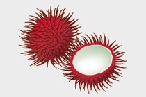 Illustration der Schale der Frucht des Rambutan- Baums Illustration der Schale der Frucht des Rambutan- Baums