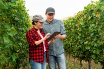 Winzer und Produzenten von Tafeltrauben, die den xarvio FIELD MANAGER For Fruits & Veggies verwenden, erhalten zeitnahe und präzise agronomische Beratung, um ihre Produktion zu optimieren.
Foto: BASF SE Winzer und Produzenten von Tafeltrauben, die den xarvio FIELD MANAGER For Fruits & Veggies verwenden, erhalten zeitnahe und präzise agronomische Beratung, um ihre Produktion zu optimieren.
Foto: BASF SE