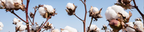 The pictures show brown cotton plants shortly before harvest with white cotton fibers growing in a ball like a protective case around the cotton seeds.