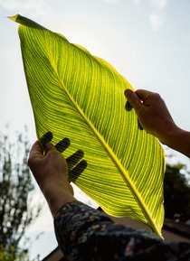 A large green leaf held up to the sun. A large green leaf held up to the sun.