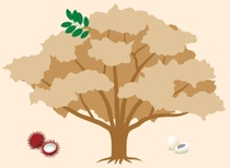 Illustration des Rambutan- Baums Illustration des Rambutan- Baums