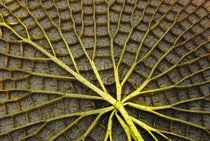 Viktoria-Seerose, Blattunterseite (Victoria amazonica), Amazonas-Wasserlilie, Riesenseerose Viktoria-Seerose, Blattunterseite (Victoria amazonica), Amazonas-Wasserlilie, Riesenseerose