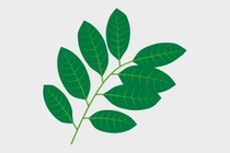 Illustration der Blätter des Rambutan- Baums Illustration der Blätter des Rambutan- Baums