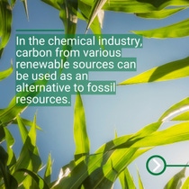 Tall green plants are shown in close‑up against a blue sky. Tall green plants are shown in close‑up against a blue sky.