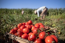 one of the farmers collecting the Tomato Corps he is collecting in Mohamed Mragae Land in Nubareya one of the farmers collecting the Tomato Corps he is collecting in Mohamed Mragae Land in Nubareya