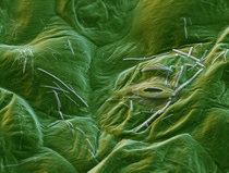 BASF’s new active ingredient Xemium® combines high intrinsic activity against a broad range of fungi with long lasting action and unique mobility within the whole plant. Magnification 2500:1 (15cm in width) BASF’s new active ingredient Xemium® combines high intrinsic activity against a broad range of fungi with long lasting action and unique mobility within the whole plant. Magnification 2500:1 (15cm in width)