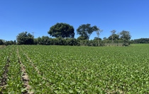 Brazil is the world’s largest producer of soybeans. Recognizing the importance of sustainability, Solidaridad and BASF want to address challenges, enhance biodiversity and drive positive change.
