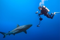 A scuba diver with film recording equipment comes face-to-face with a shark - both swimming in deep blue water. 