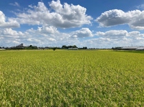 A Dry Direct-Seeding Rice field in Japan.
Photo: BASF A Dry Direct-Seeding Rice field in Japan.
Photo: BASF